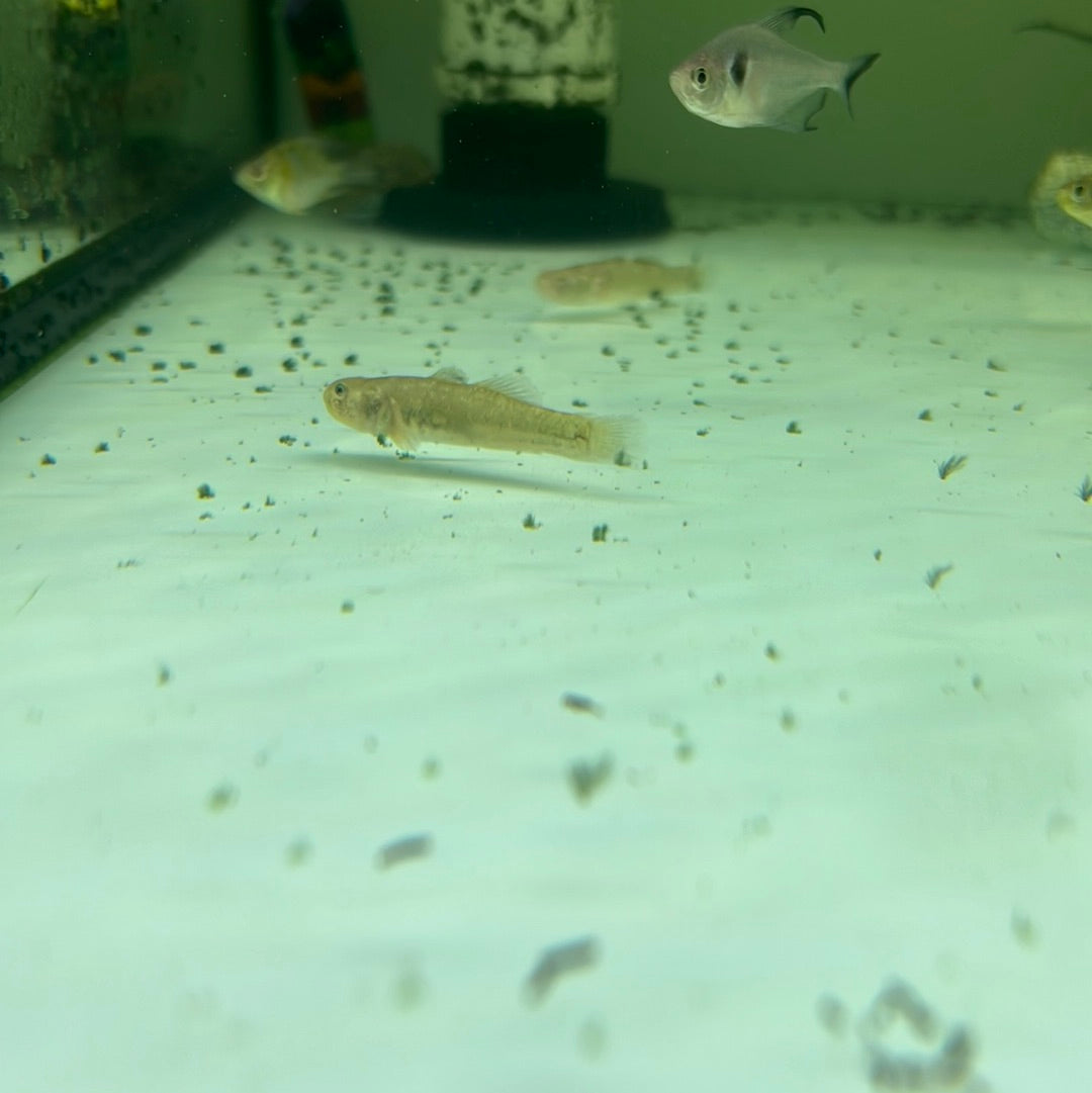 Desert Goby (Chlamydogobius Eremius)