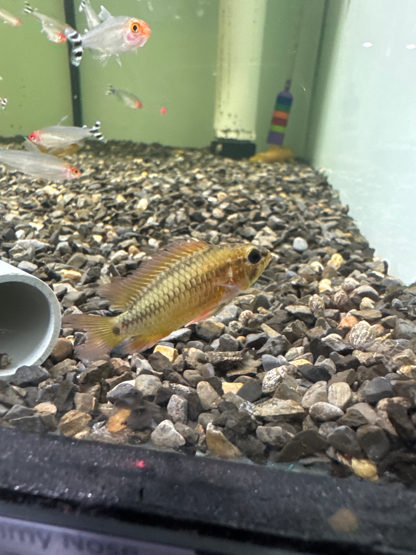 Apistogramma Red Edge (Apistogramma Viejita)