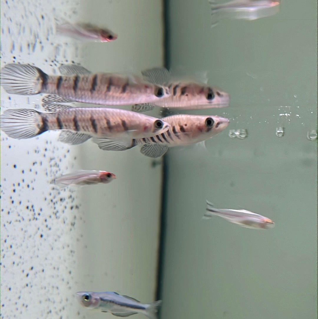 Six Banded Panchax (Aplocheilus Panchax)