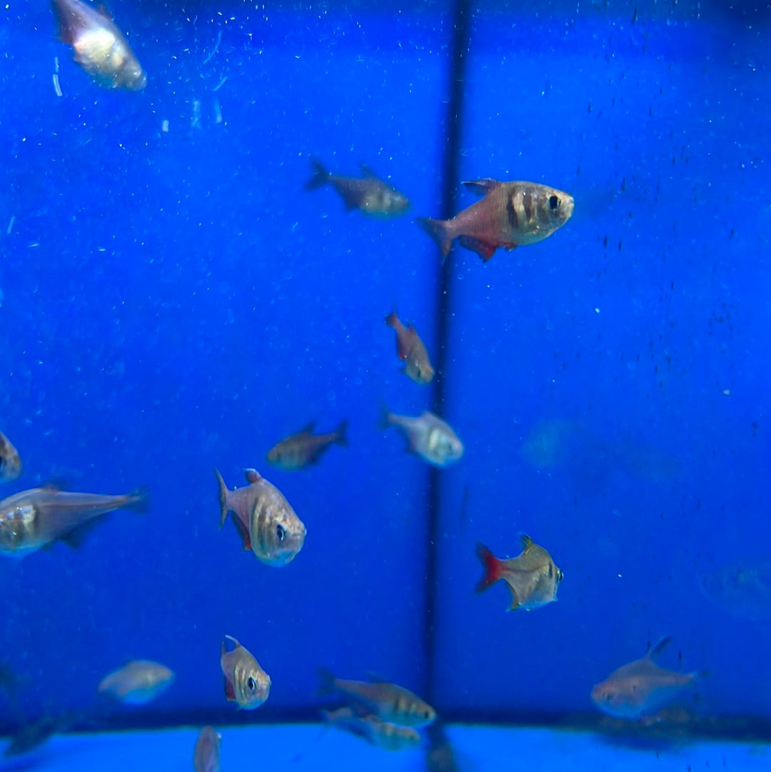 Flame Tetra (Hyphessobrycon flammeus)