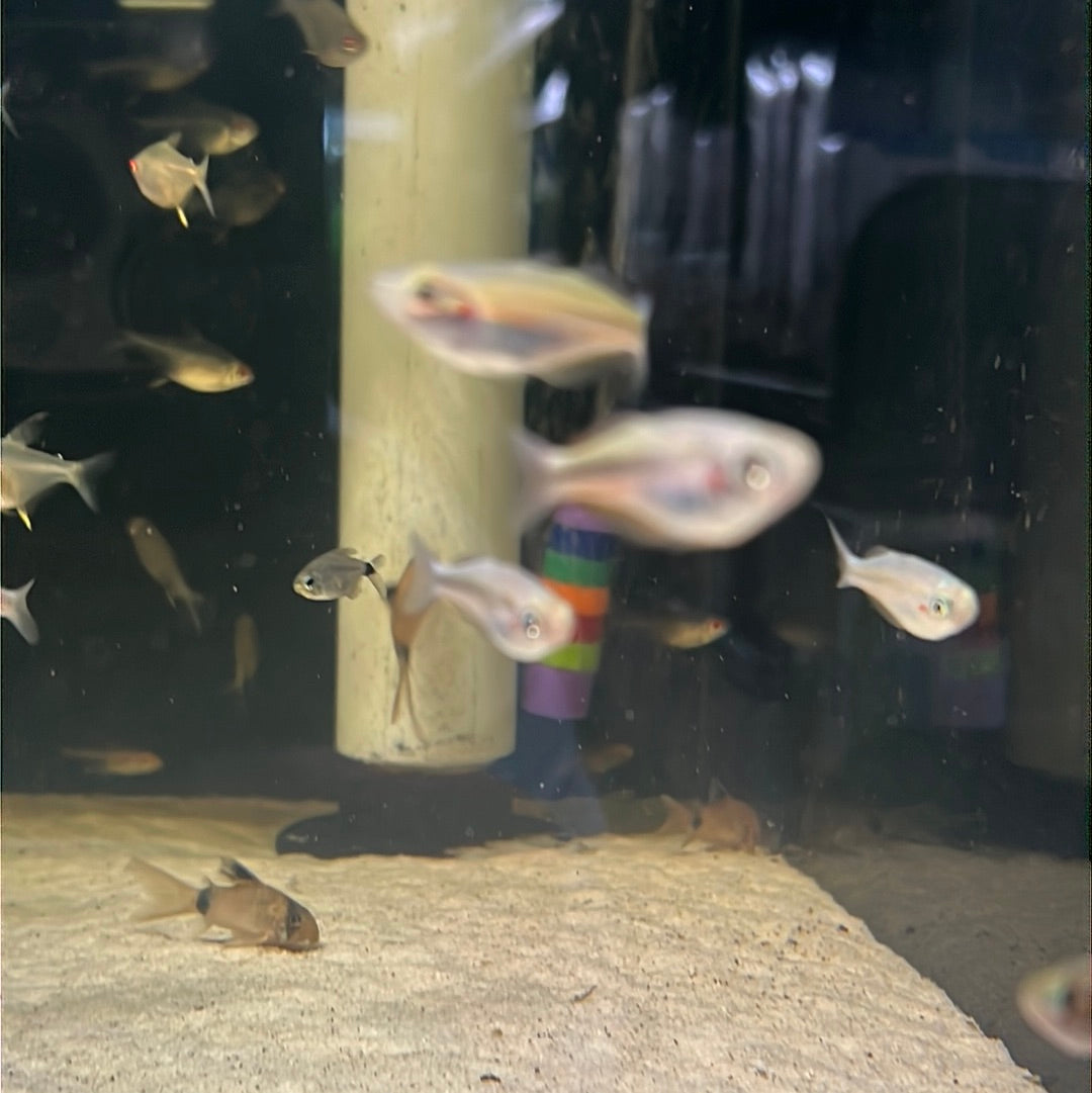 Crimson Spotted Rainbow (Melanotaenia duboulayi)