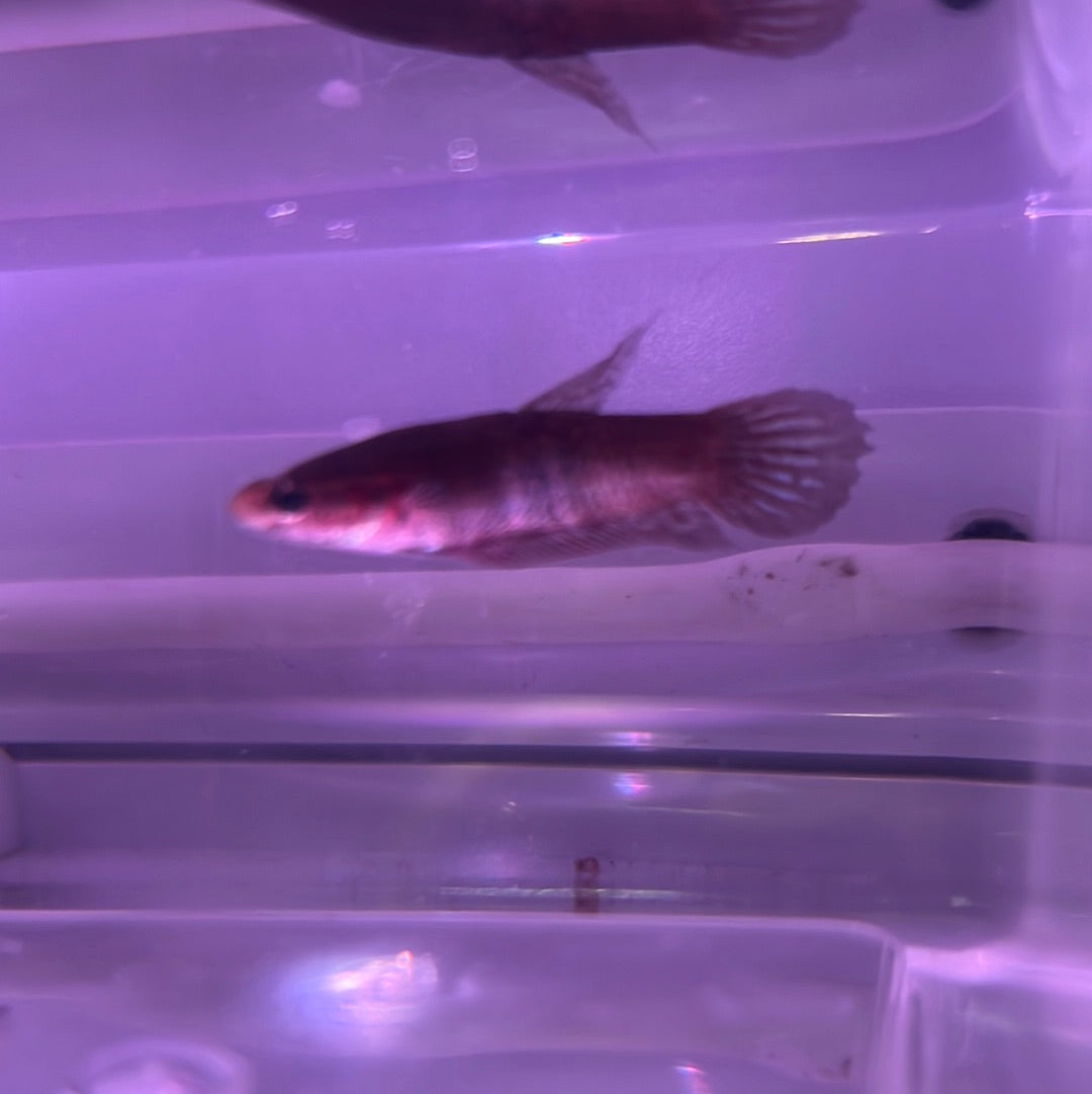 Wild Claret Betta