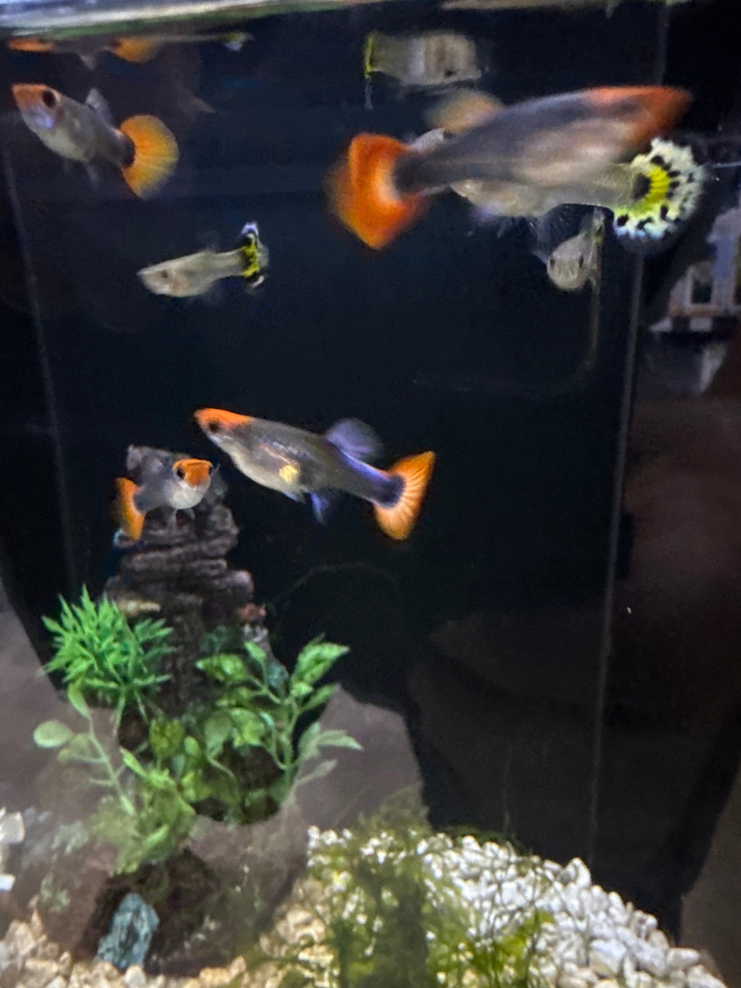 Guppies red tuxedo koi (Poecilia reticulata)