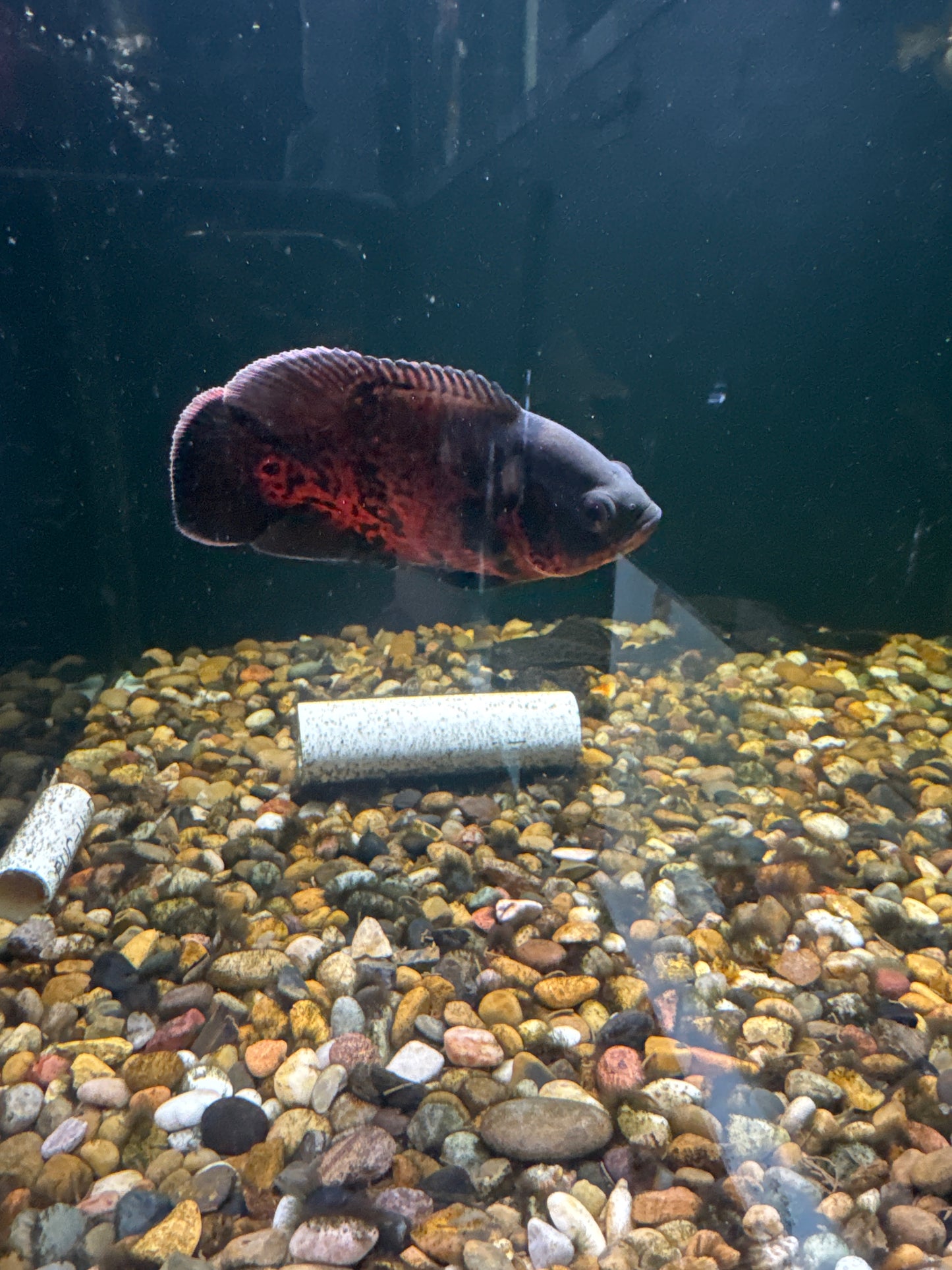 Red Tiger Leopard Oscar (Astronotus ocellatus)