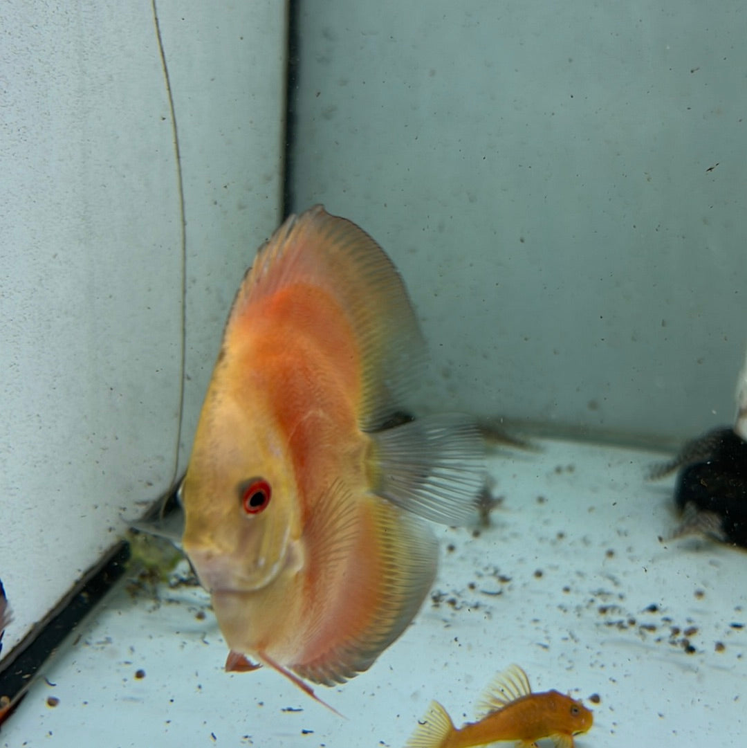 Assorted Bulldog Discus (Symphysodon sp.)