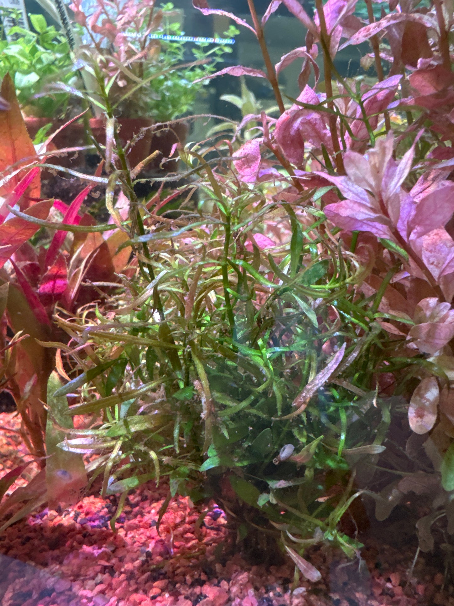 Ludwigia Brevipes SUBMERSED/BUNCH S152