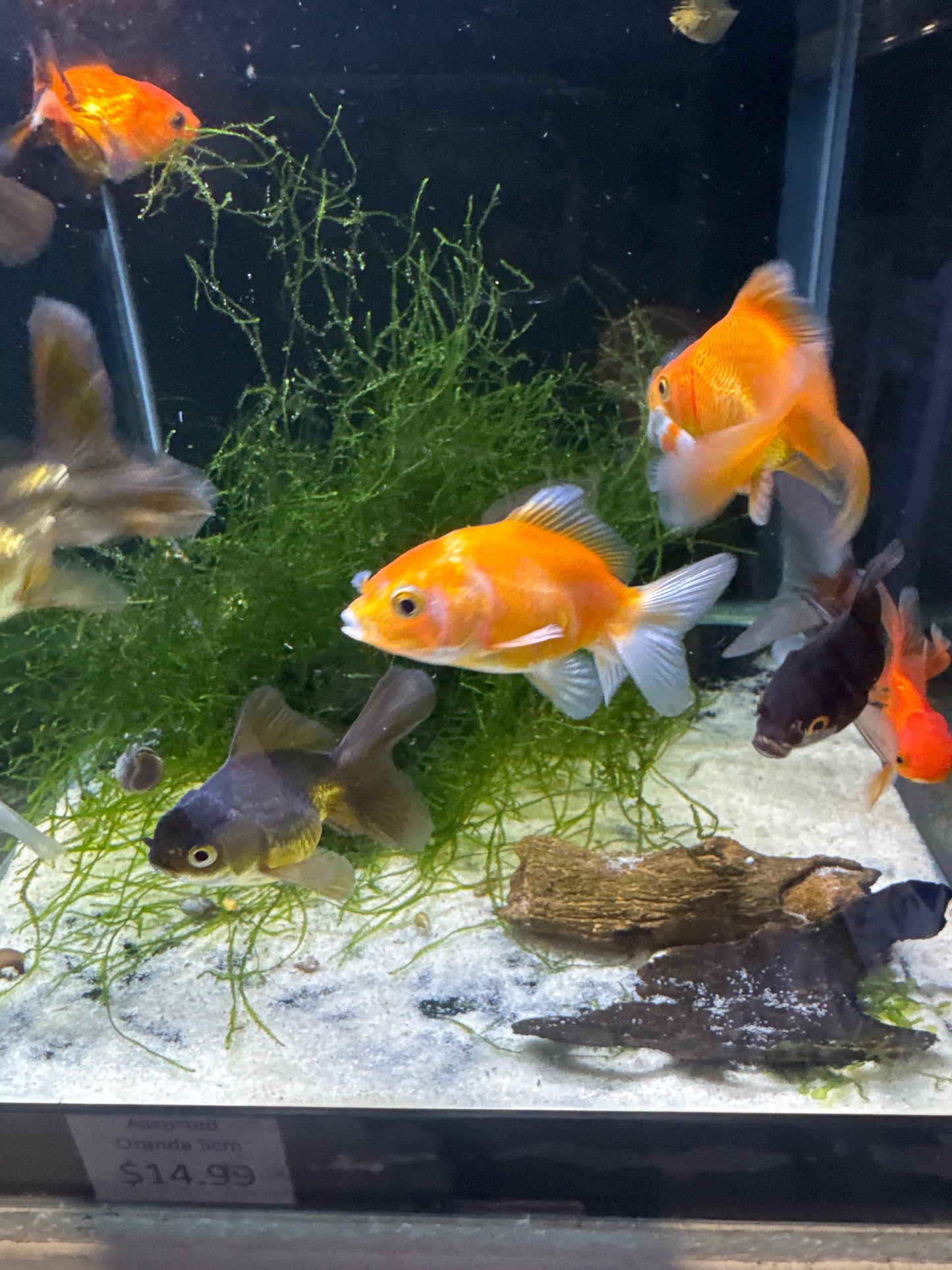 Assorted Oranda (Carassius Auratus)
