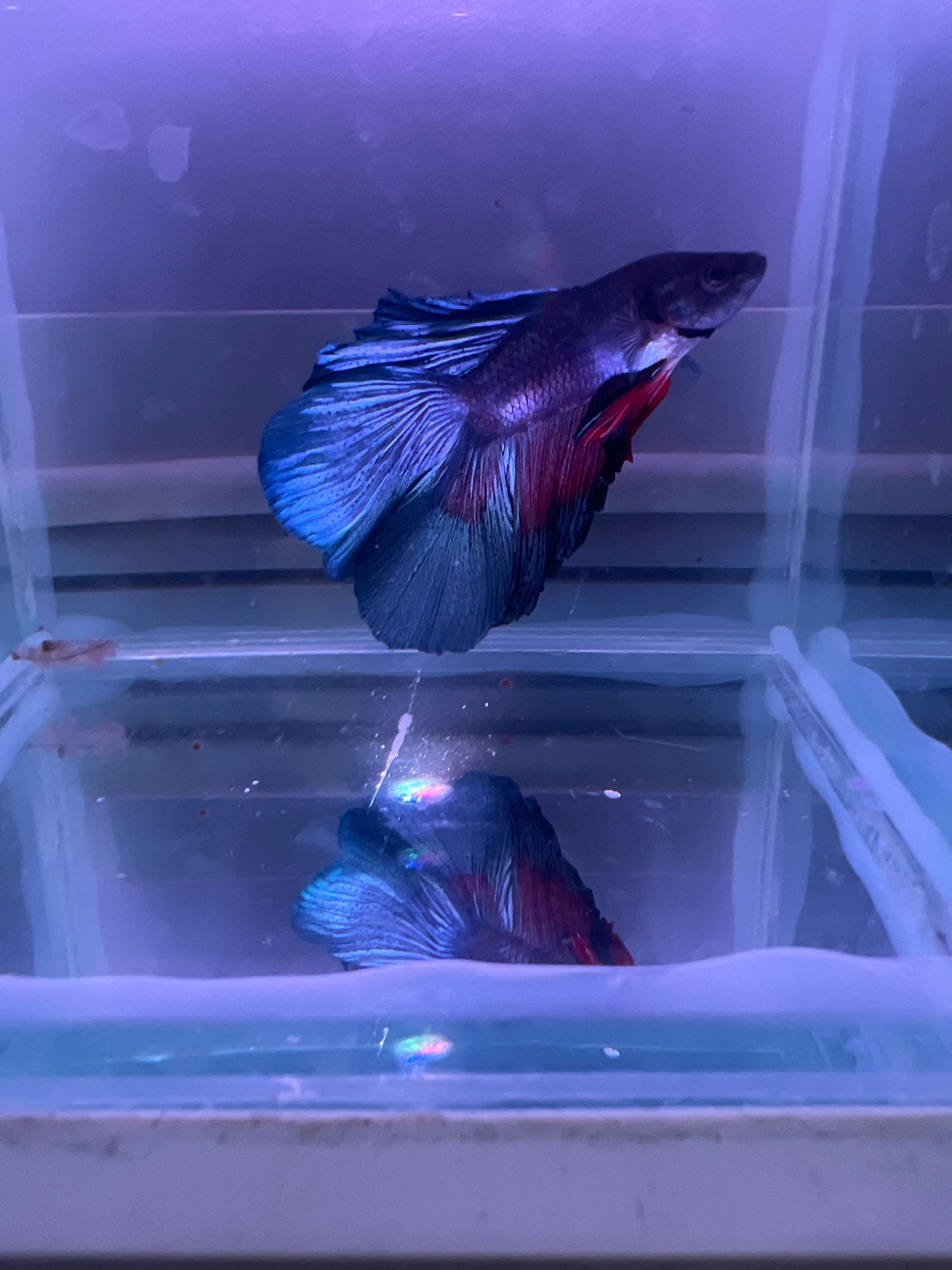HalfMoon Twin tail Betta