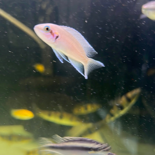 Princess Cichlid (Neolamprologus brichardi)