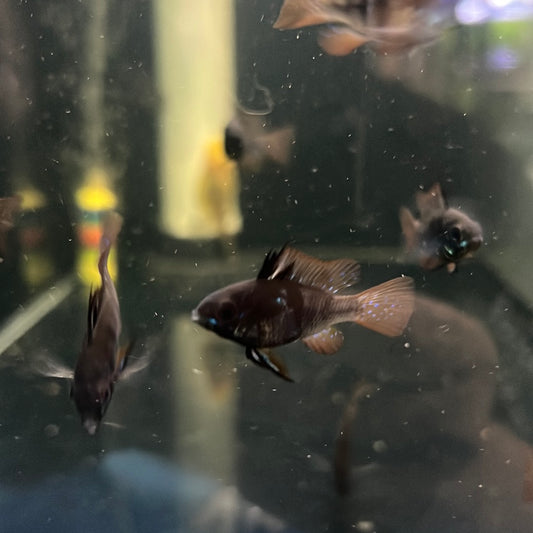 Blue Black Rams (Mikrogeophagus ramirezi)