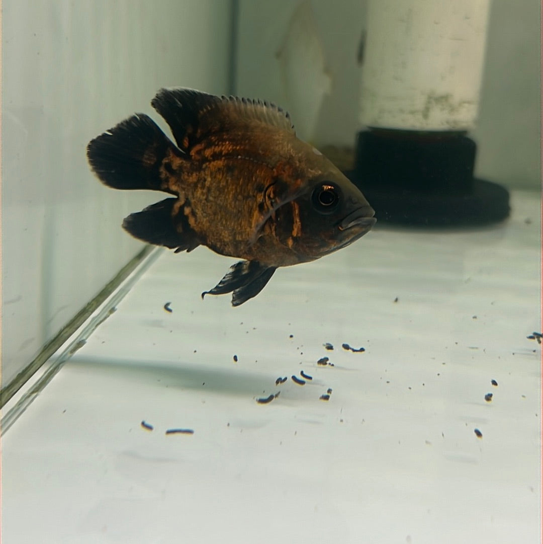 Balloon Red Oscar (Astronotus ocellatus)