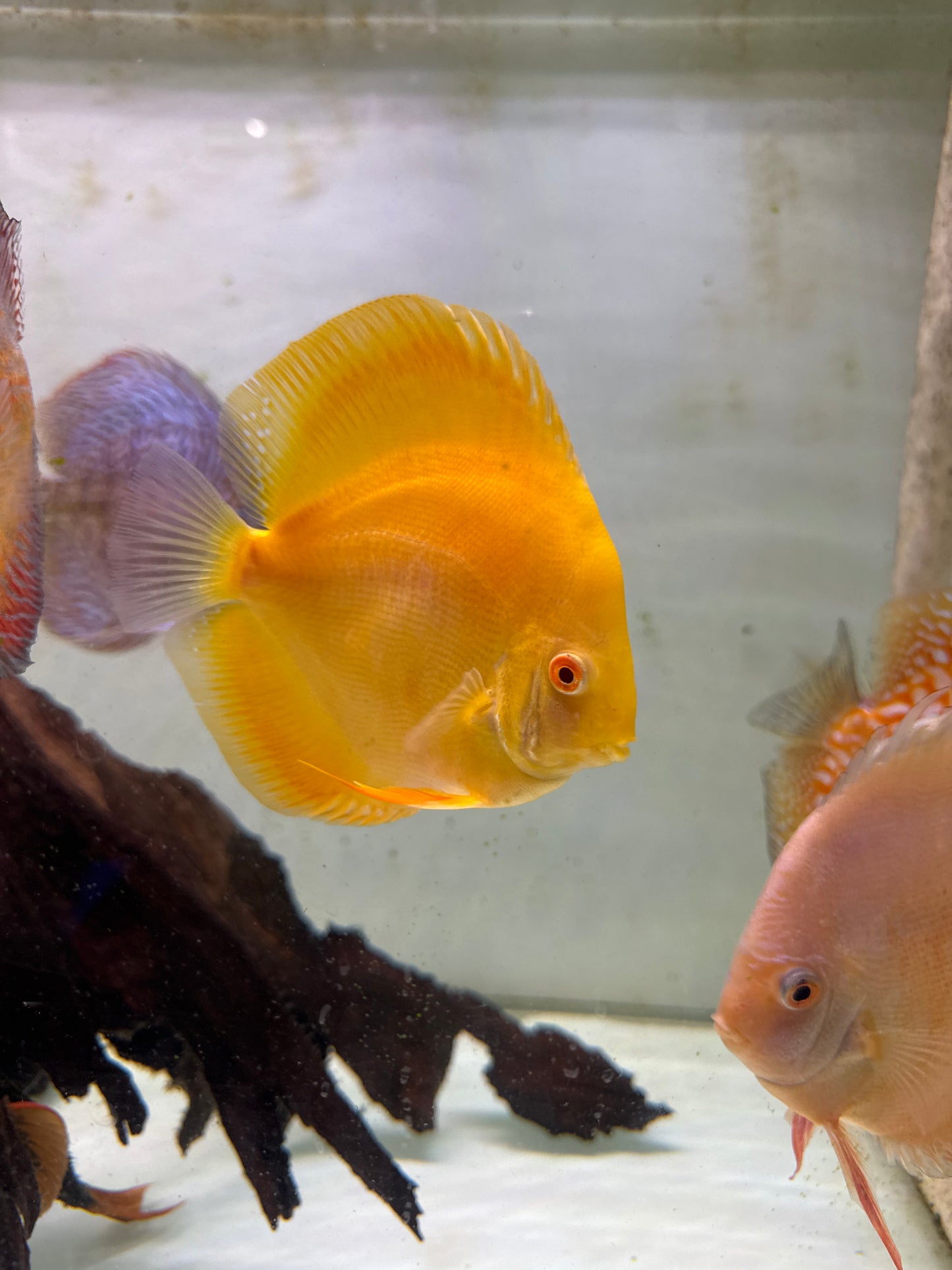 Yellow Diamond Discus (Symphysodon sp.)