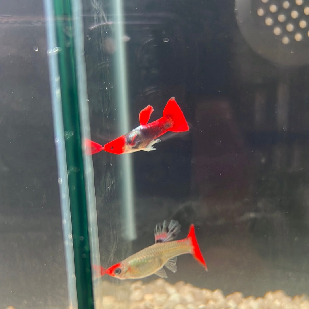 Guppies pairs (Poecilia reticulata)