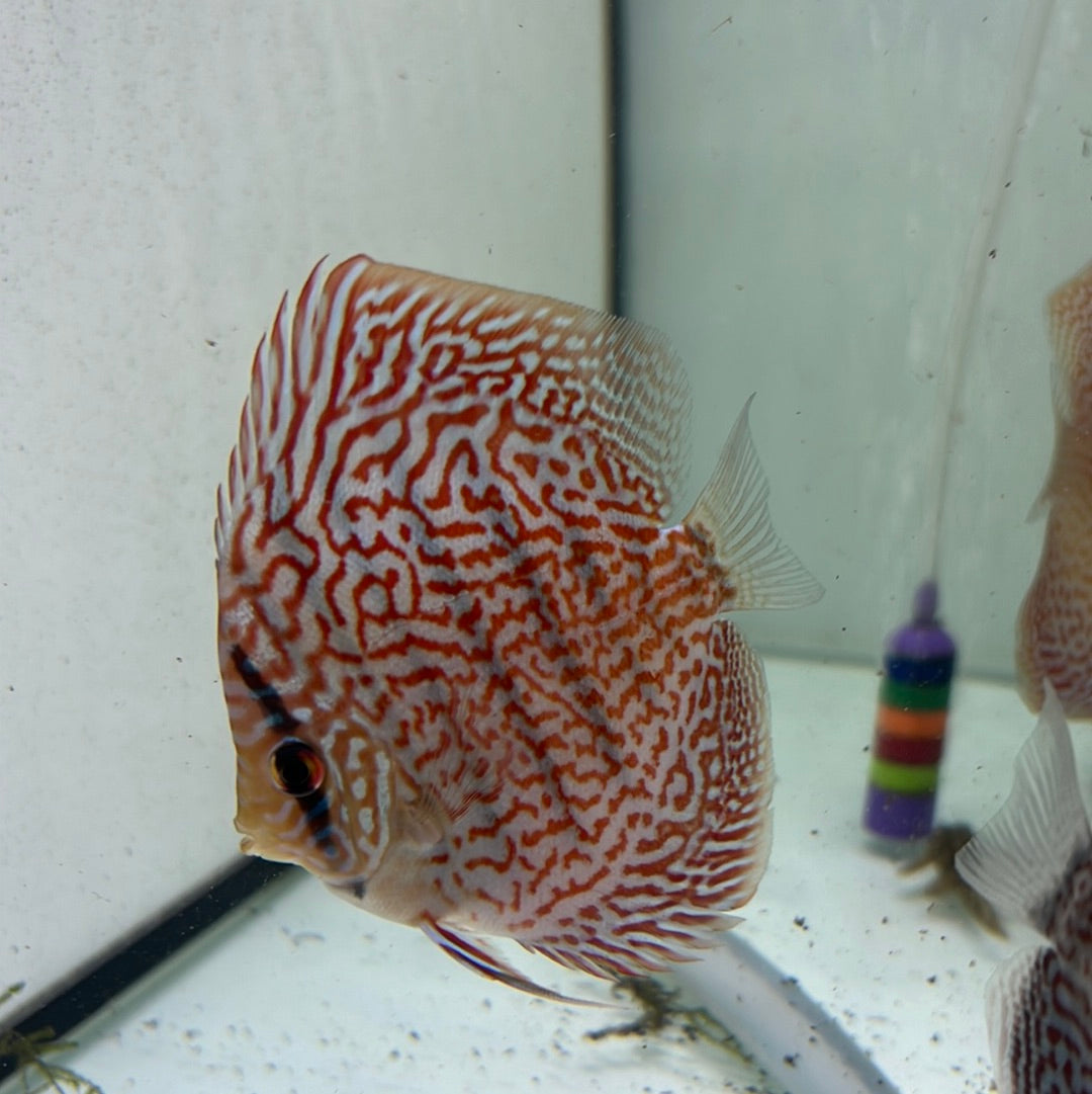 Panthera Leopard Discus (Symphysodon sp.)