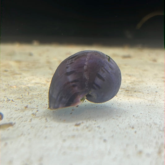 Purple Mystery Snails(Pomacea bridgesii)