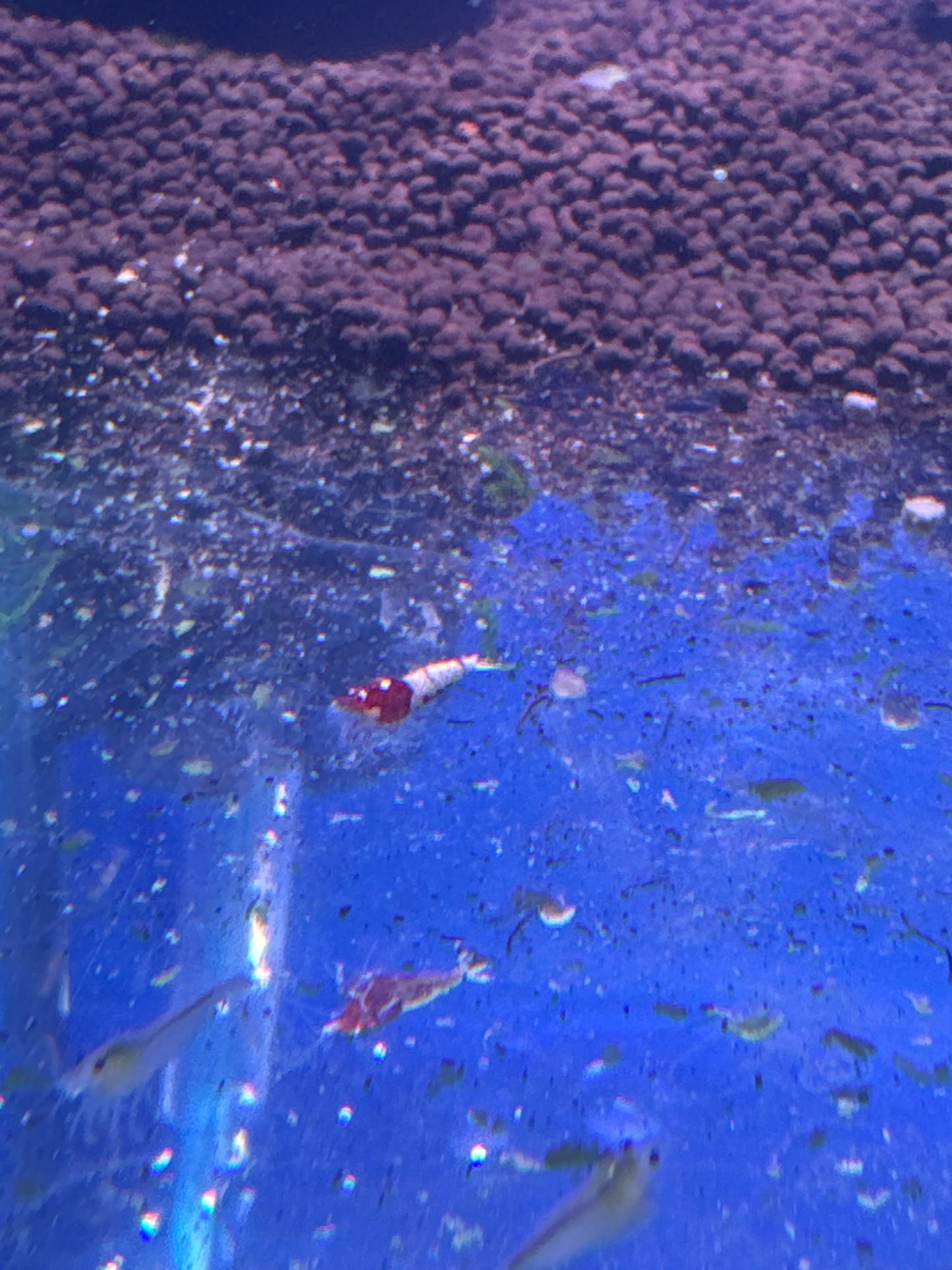 red German spotted pintos (Caridina)