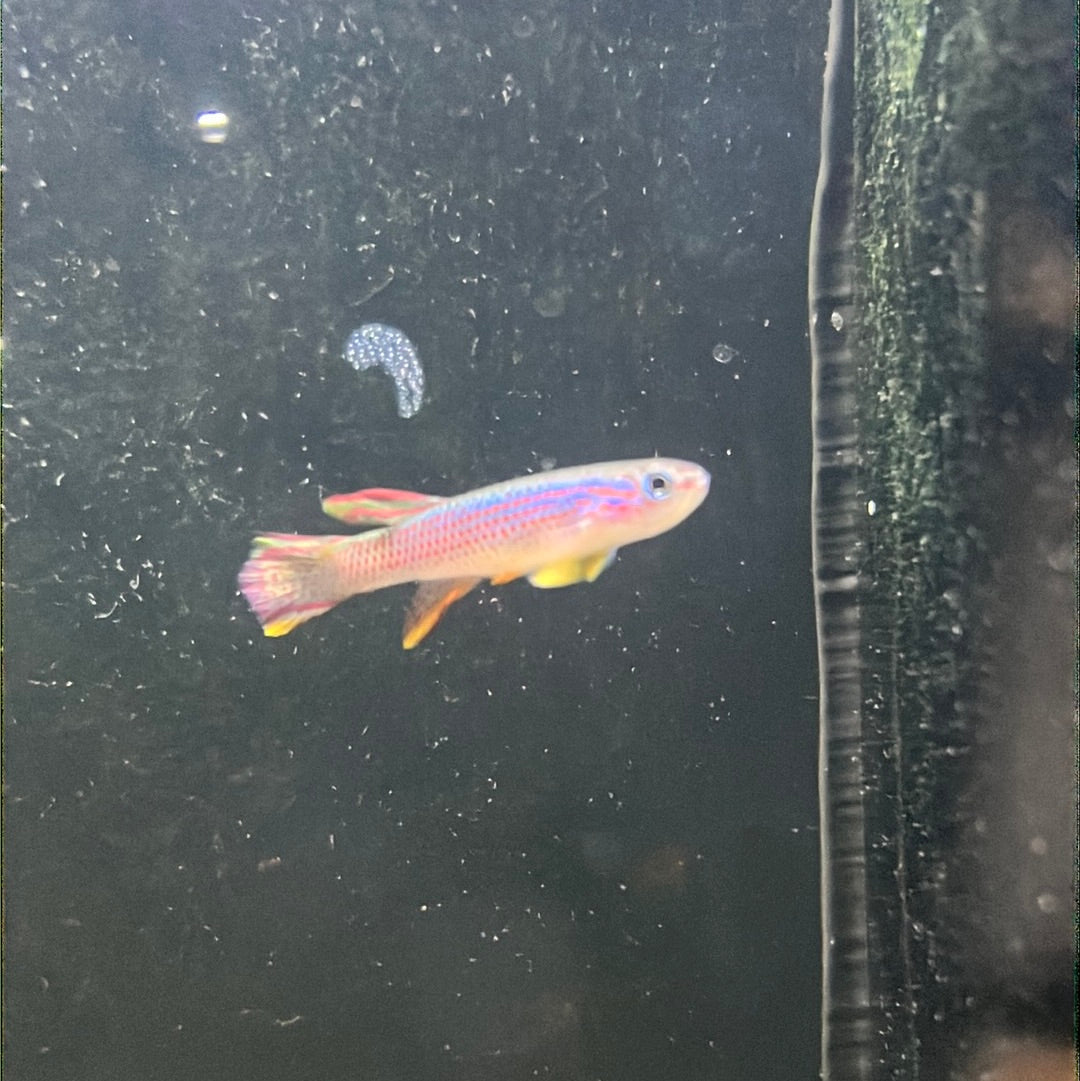 Red-striped Killifish (Aphyosemion striatum)