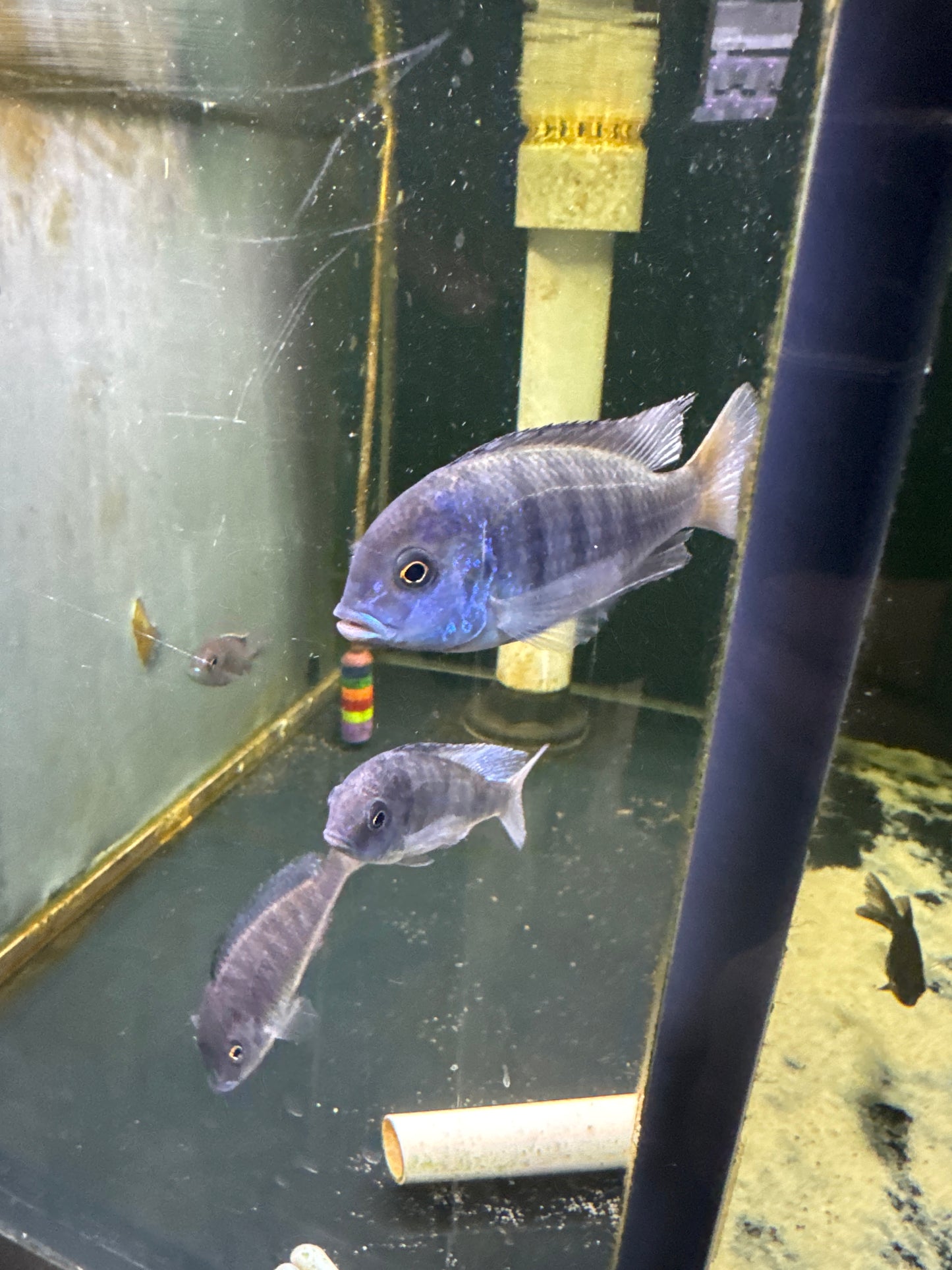 Blue Dolphin Cichlid (Cyrtocara Moorii)