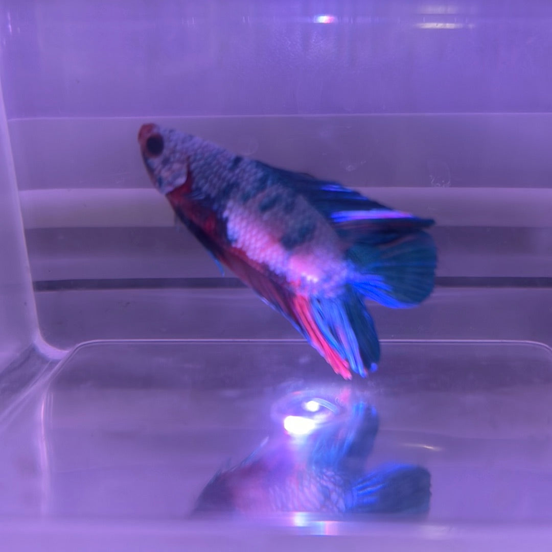 Twin Tail Nemo Betta (Betta splendens)