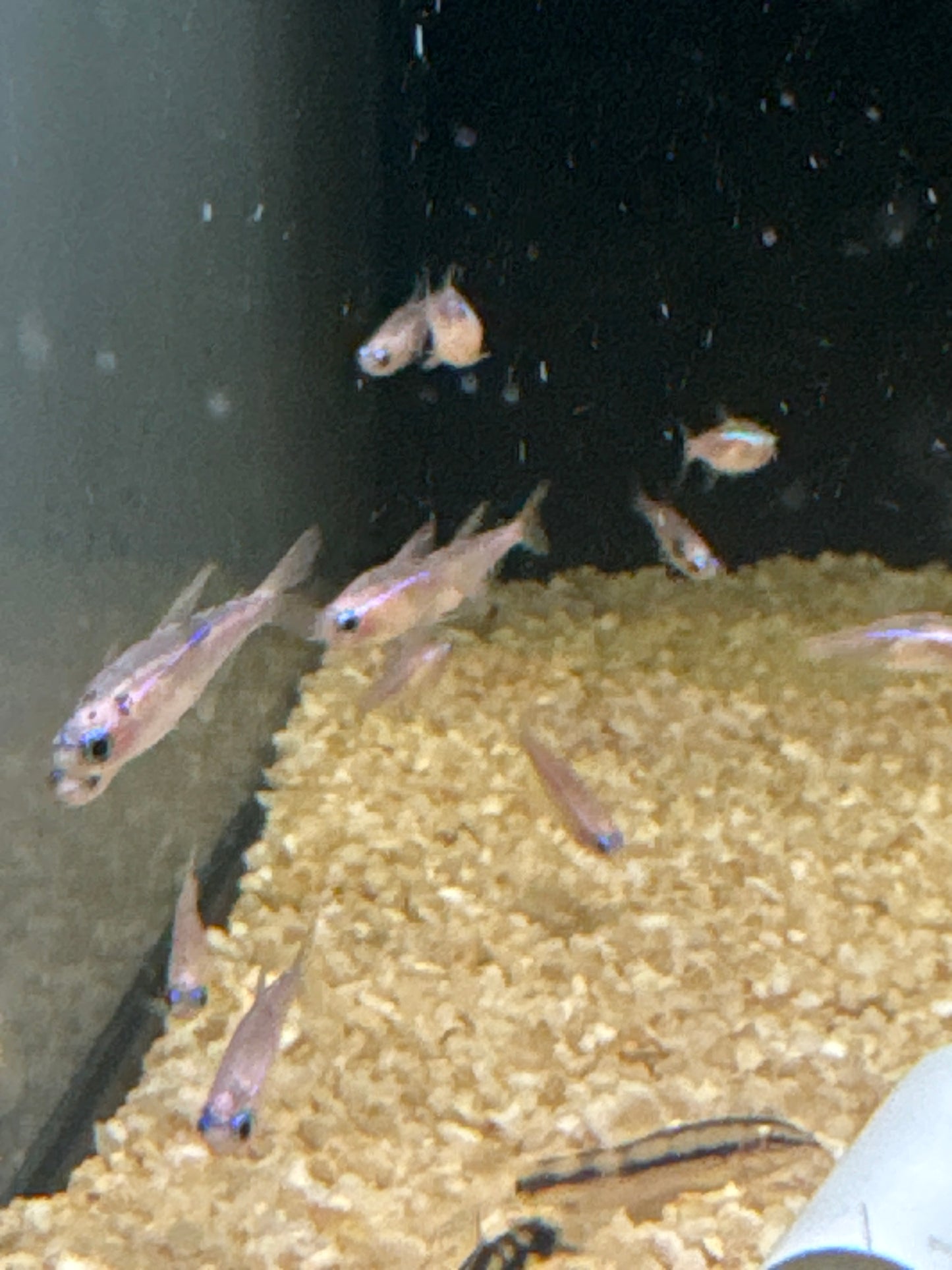 Platinum Neon Tetra (Paracheirodon innesi)