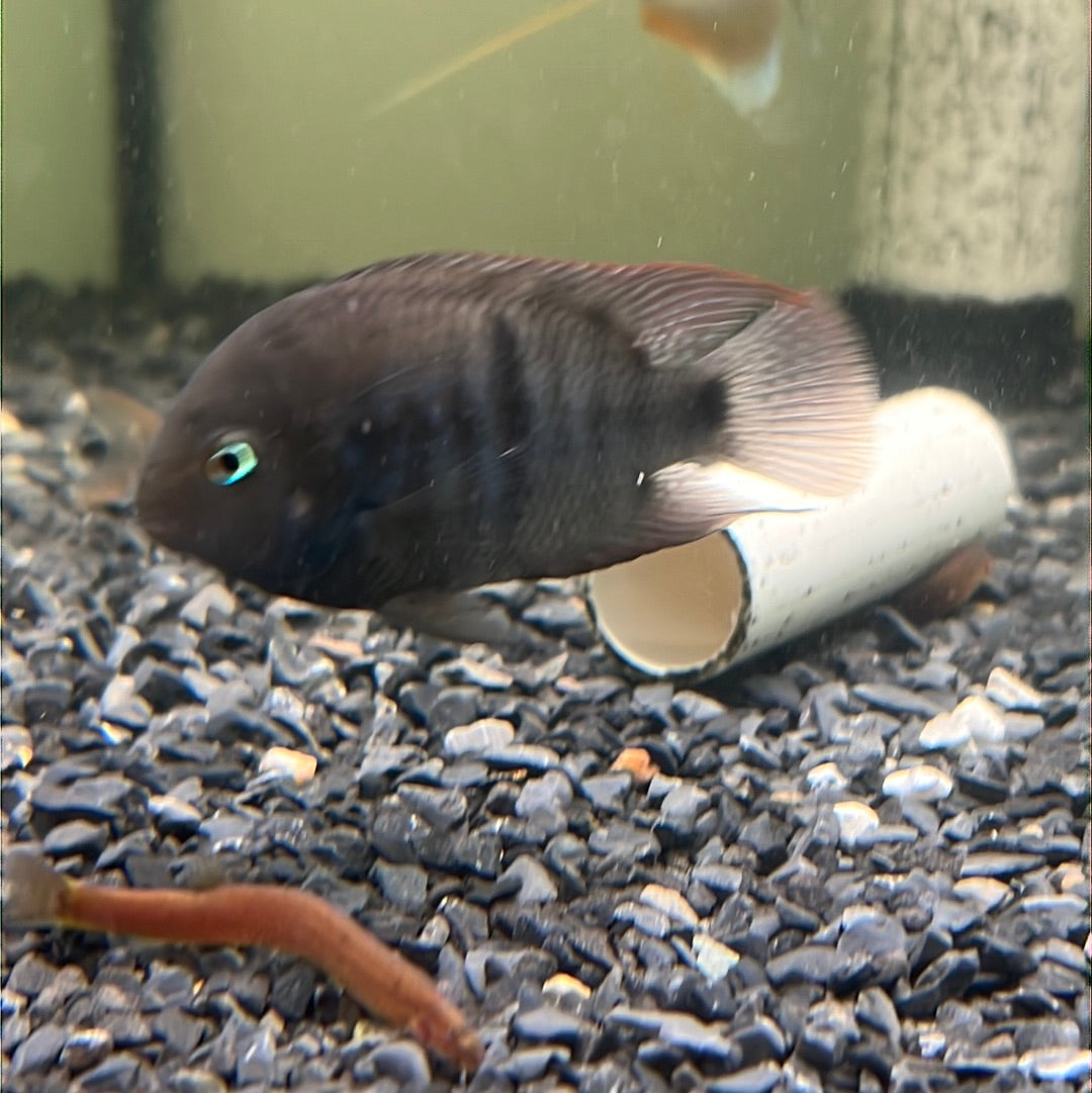 Amatitlania Septemfasciata (Cryptoheros septemfasciatus)