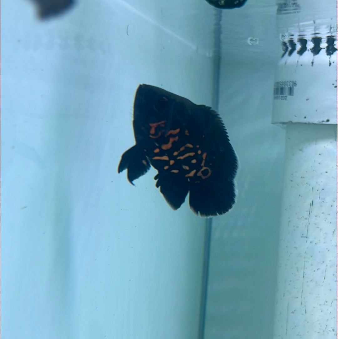 Balloon Red Tiger Oscar (Astronotus ocellatus)