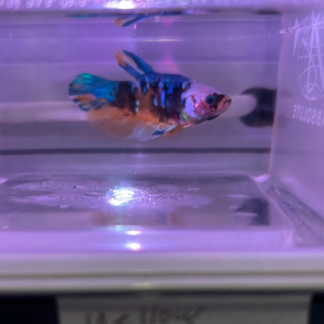Yellow Koi galaxy (Betta splendens)