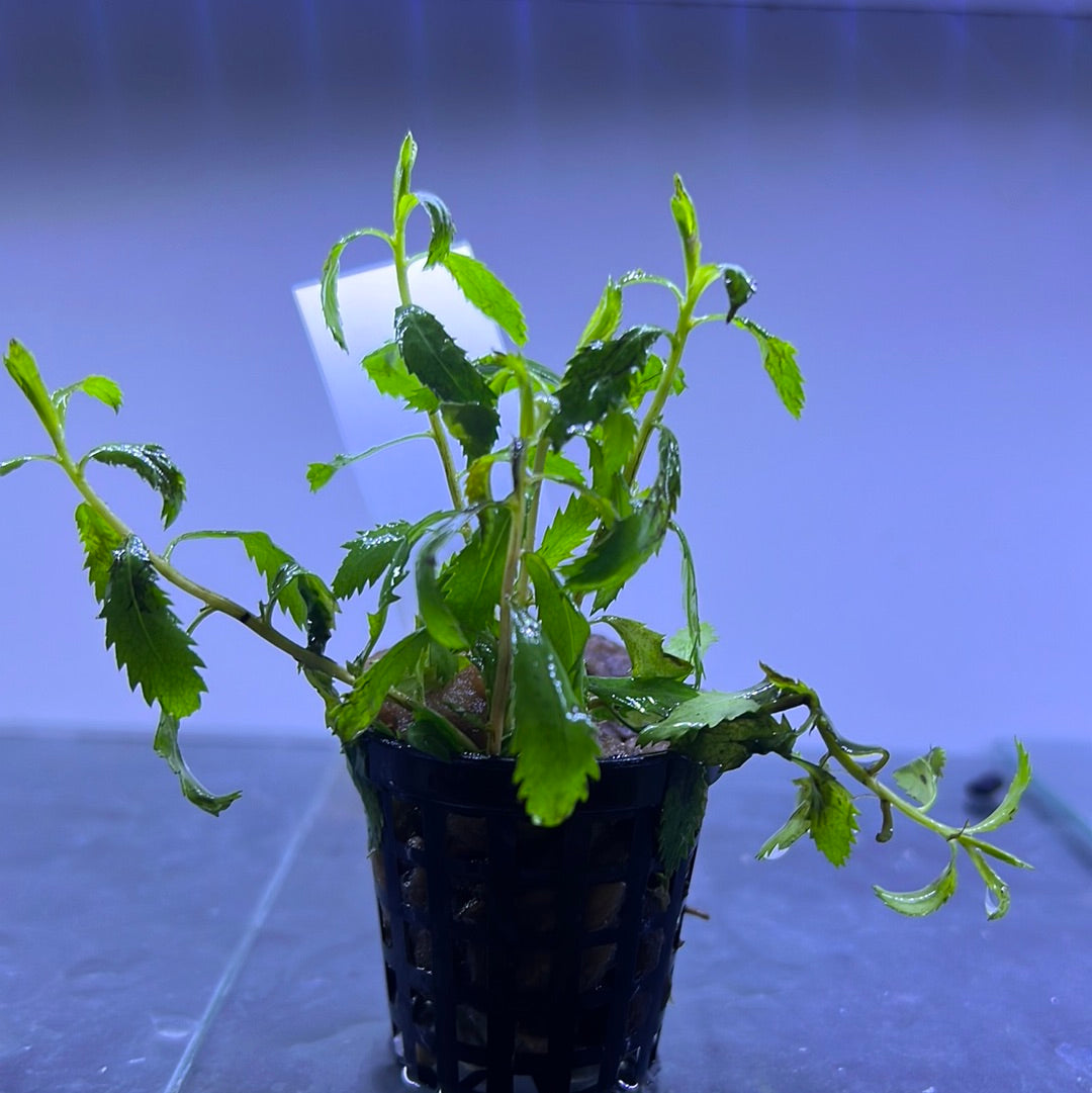 Proserpinaca palustris EMERSED/POTTED Mermaid Weed P144
