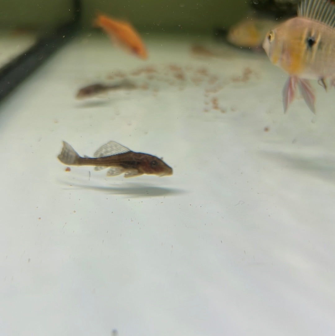 Chocolate Plecostomus Catfish (Hypostomus plecostomus)