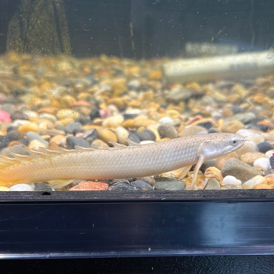 Senegal Bichir (Polypterus senegalus)