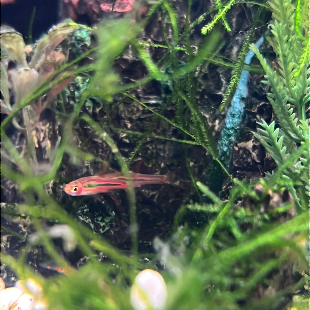 Chili Rasbora (Boraras brigittae)