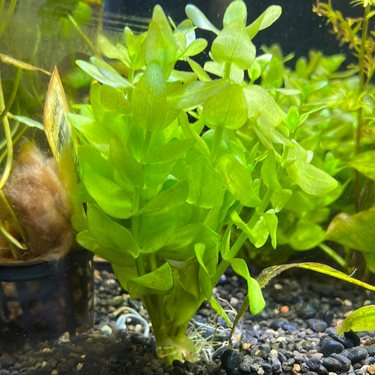 Bacopa serpyllifolia Bacopa Japan   S064