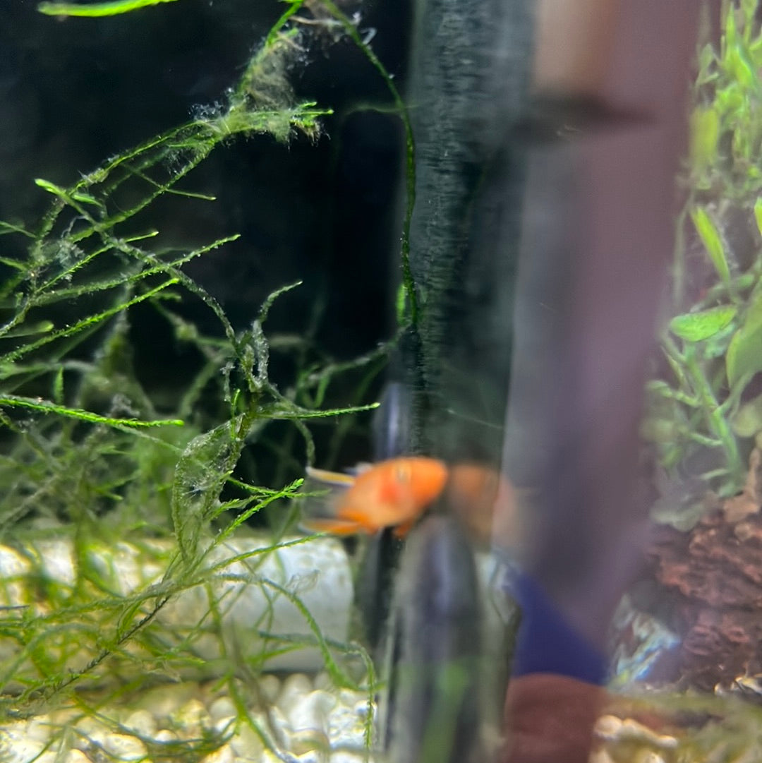 Aphyosemion gold lyretail (Aphyosemion Australe)