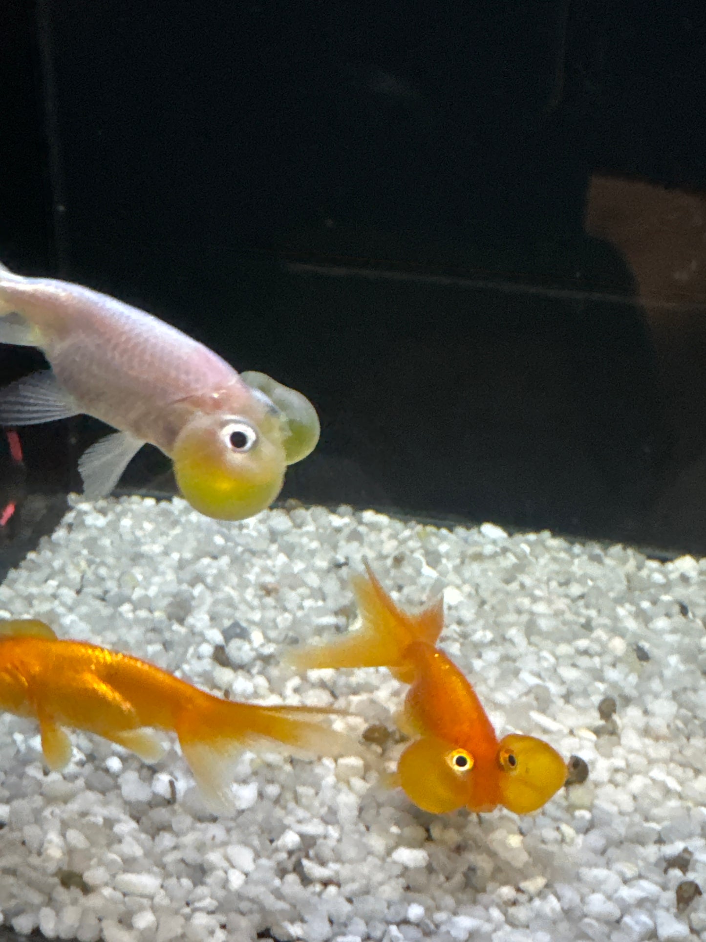 Assorted bubble eye goldfish (Carassius auratus)