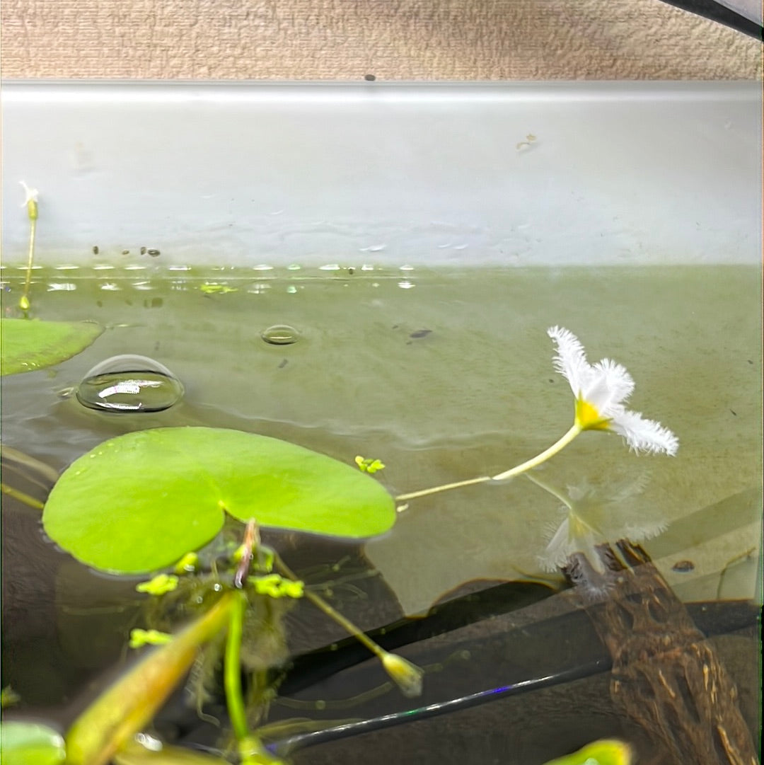 Nymphoides aquatica SUBMERSED/PLANT Banana Lily S057