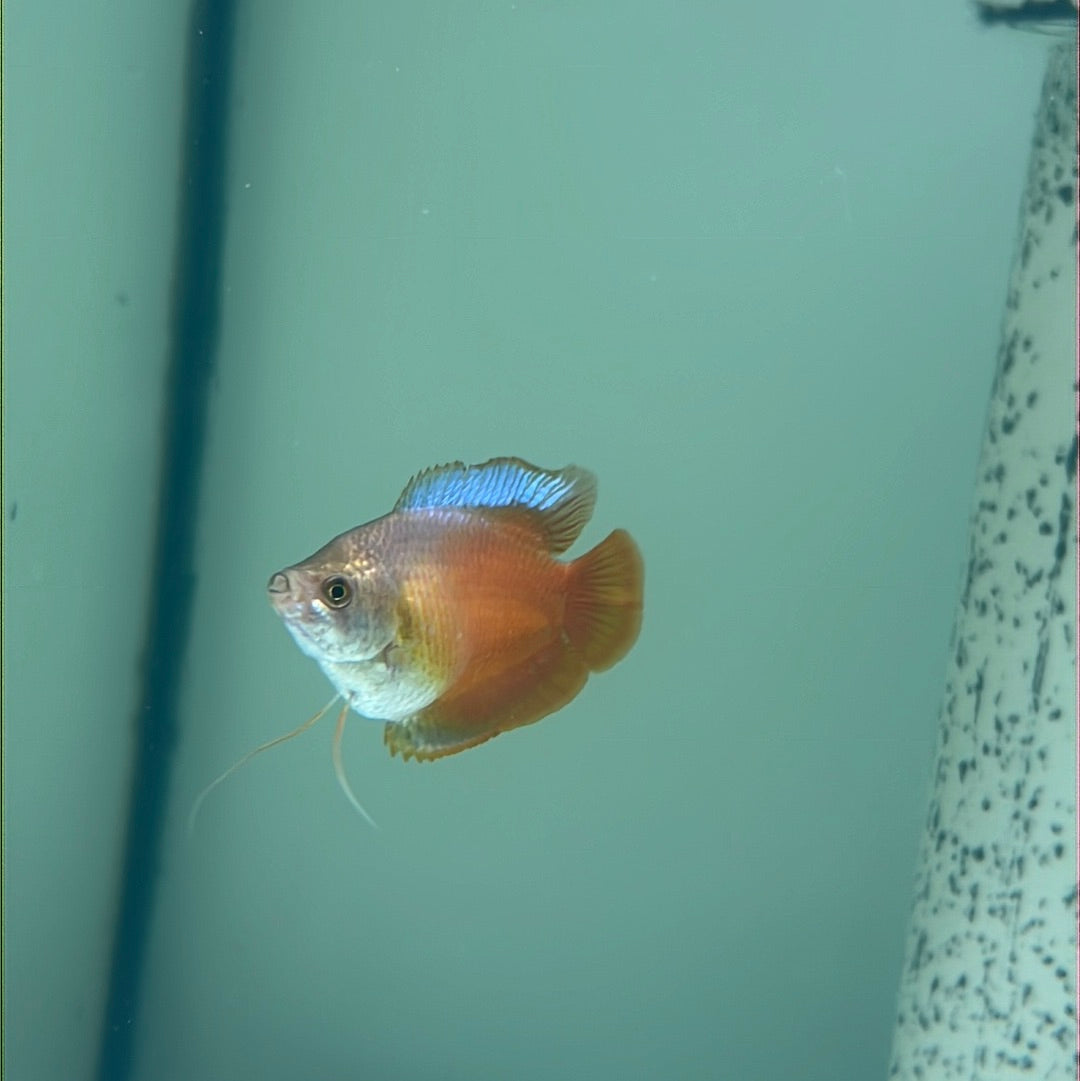Dwarf Flame Gourami (Trichogaster lalia)