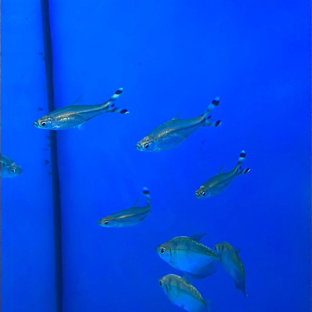 Black Scissor tail Rasbora (Rasbora trilineata)