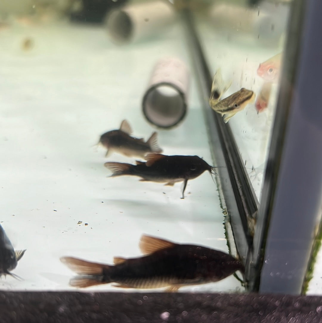 Black Corydoras (Corydoras schultzei)