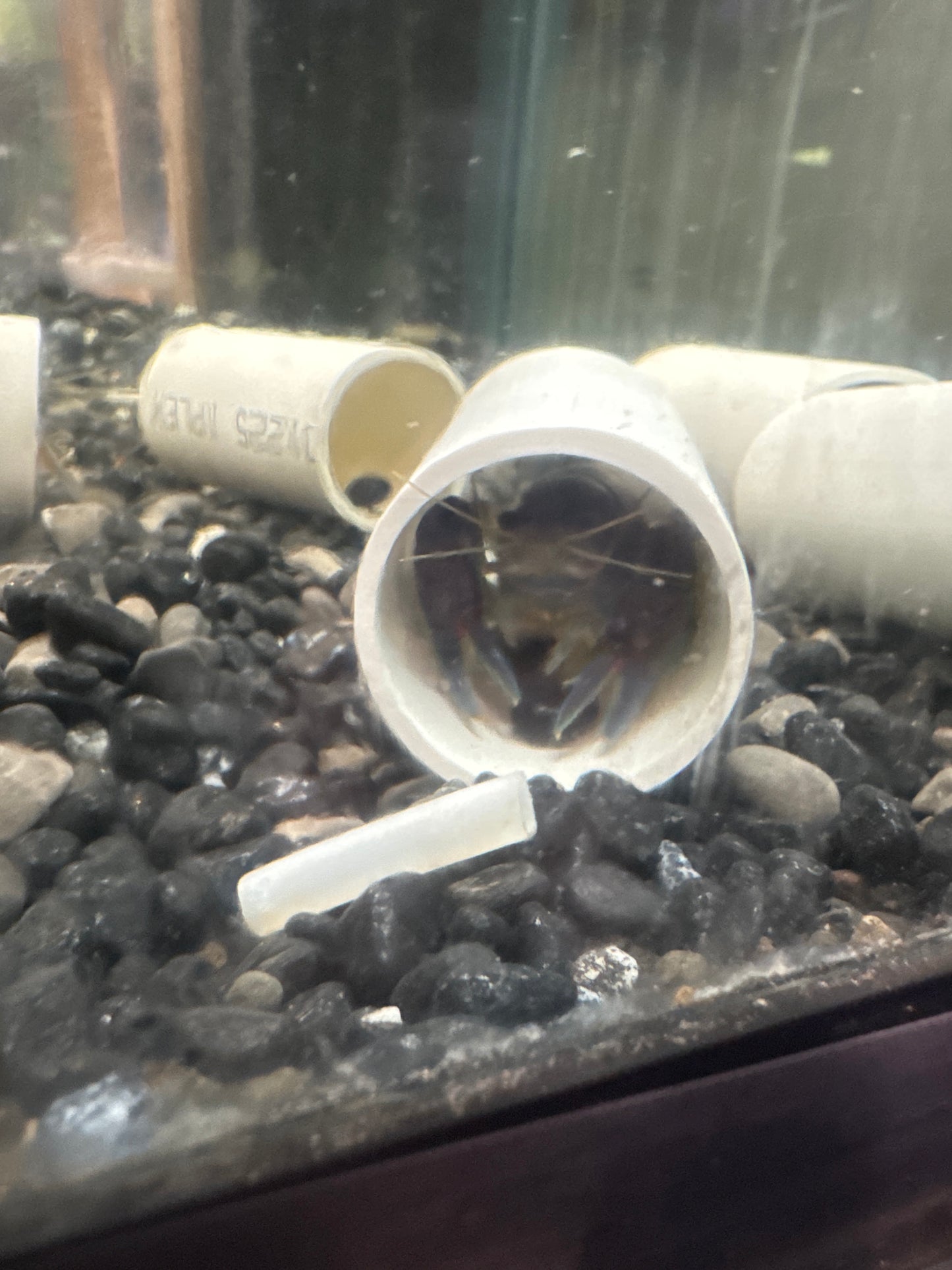 yabby (Cherax Destructor)