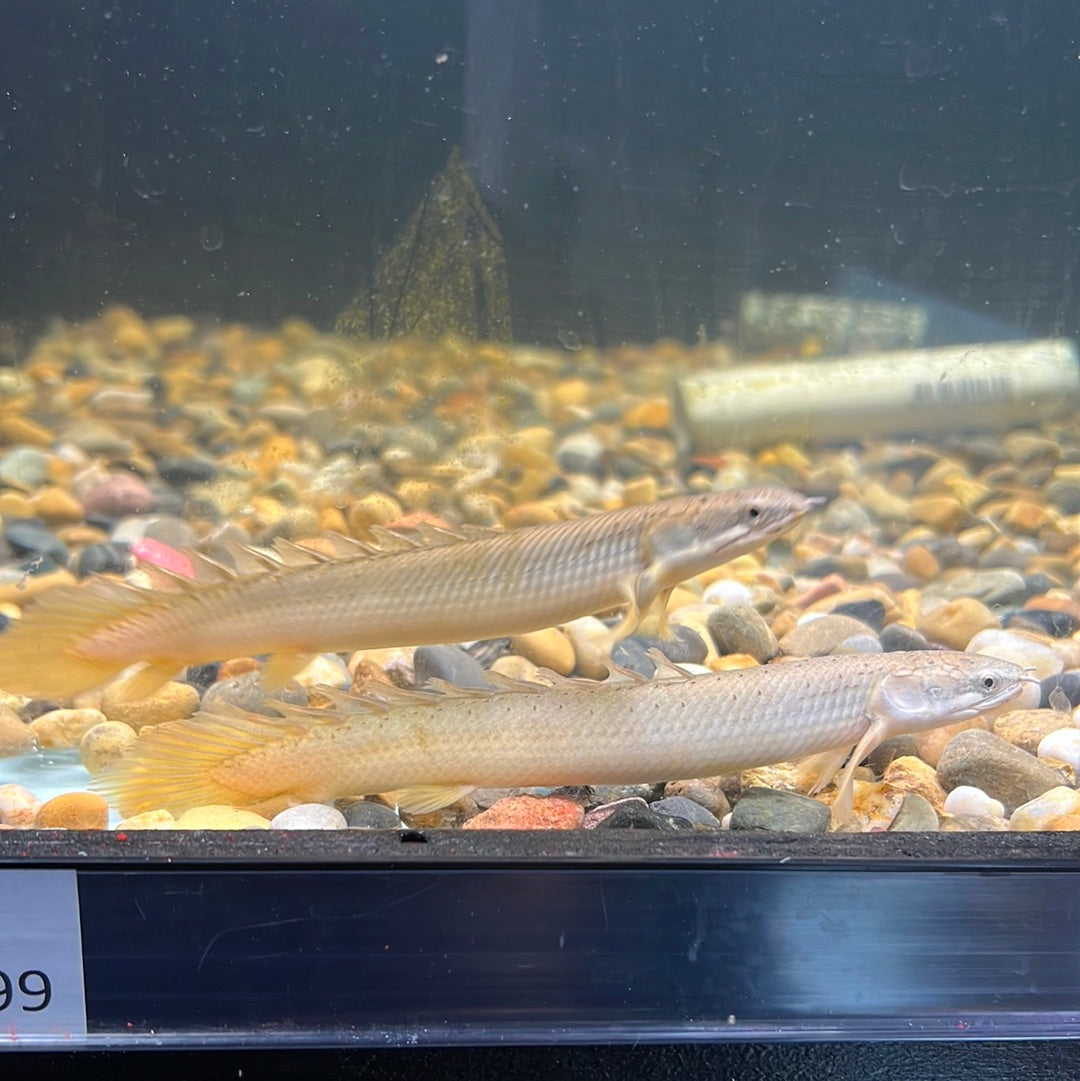 Senegal Bichir (Polypterus senegalus)