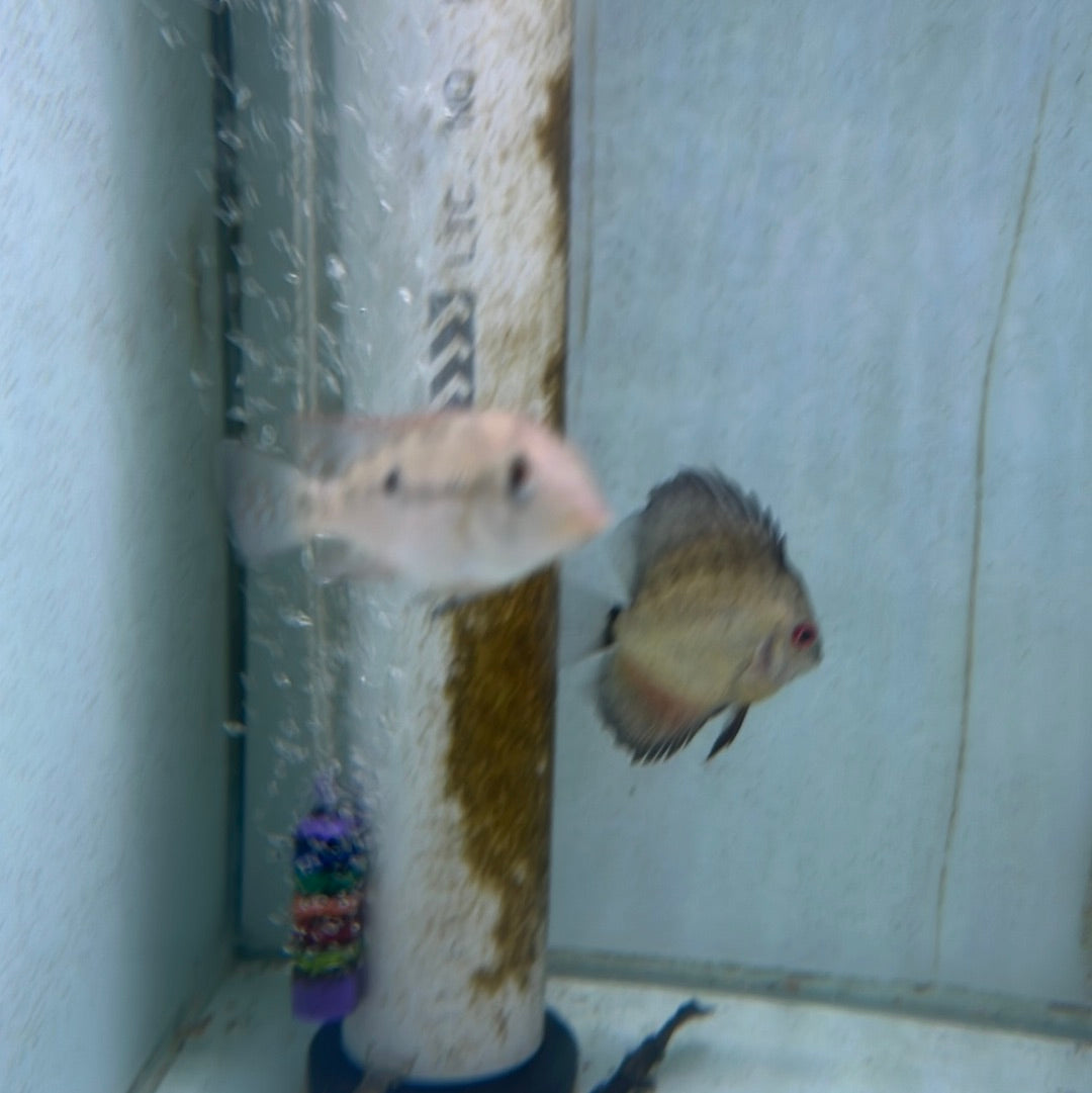 Gold Dust Eartheater (Geophagus alto sinu)