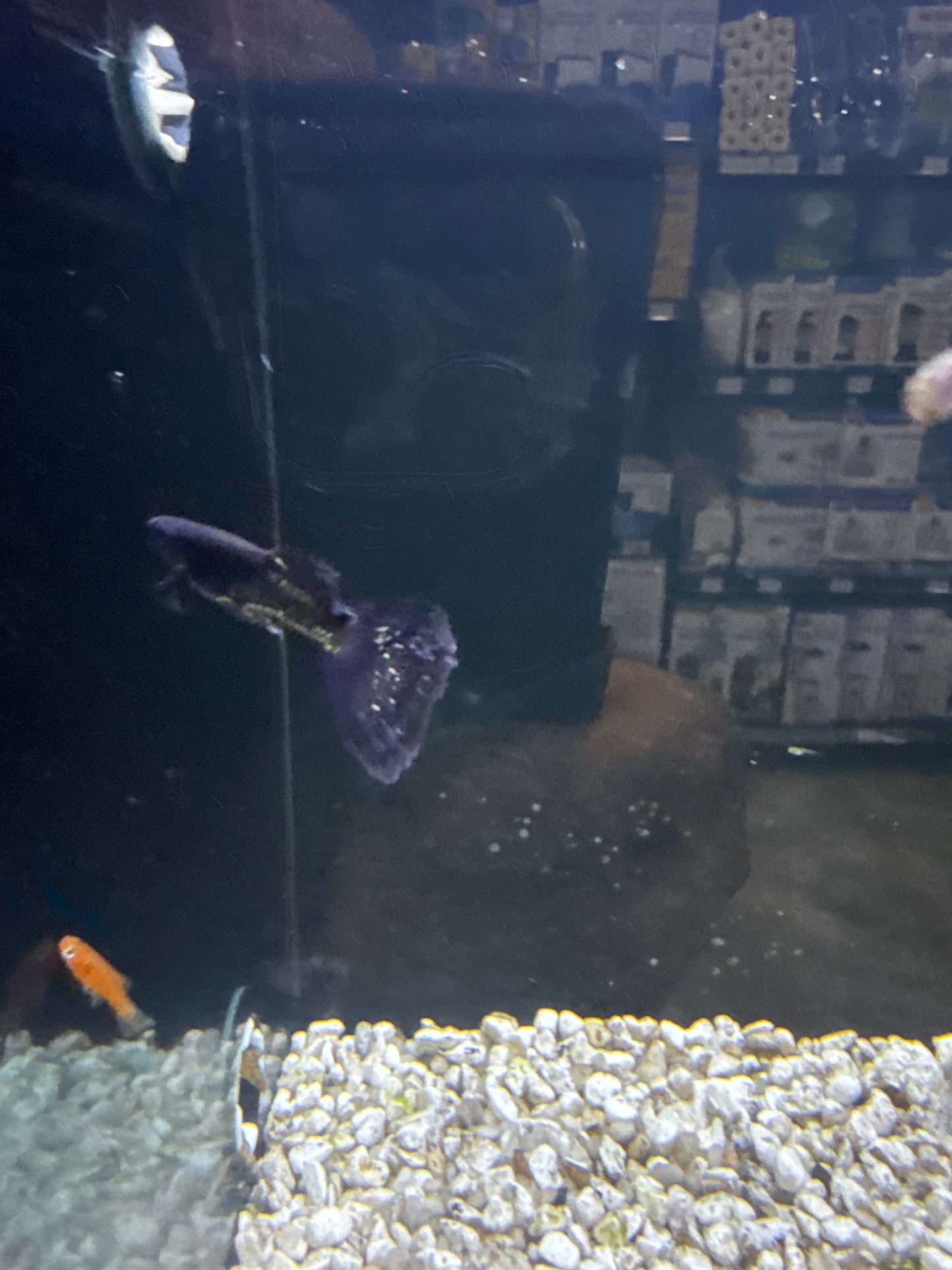 Guppies pairs (Poecilia reticulata)