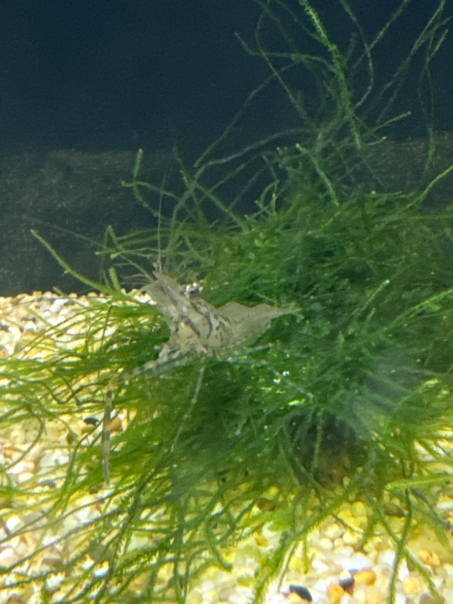 Long Armed Freshwater Shrimp (Macrobrachium Australiense)