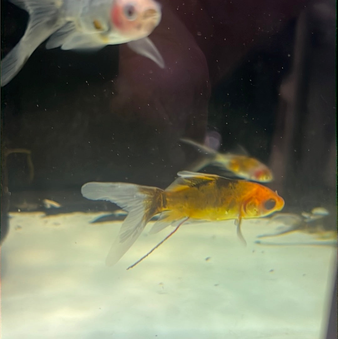 Nymph Goldfish(Carassius auratus)