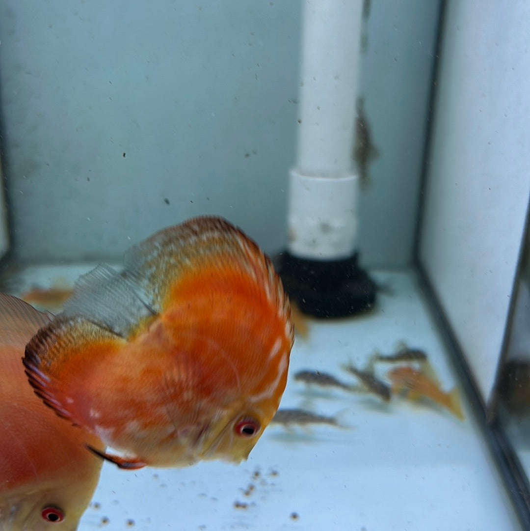 Assorted Bulldog Discus (Symphysodon sp.)