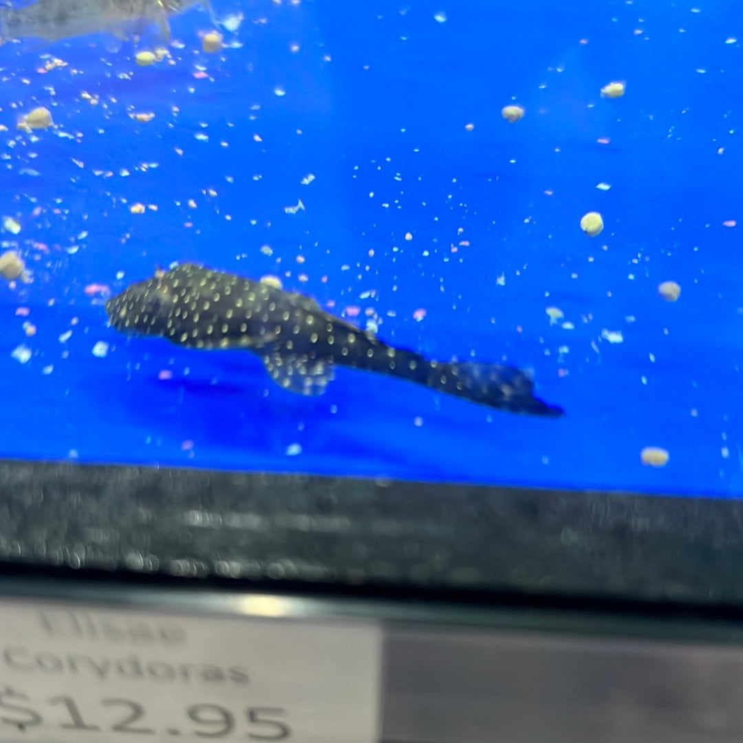 Orange Spotted Bristlenose Catfish (Ancistrus Leucostictus)