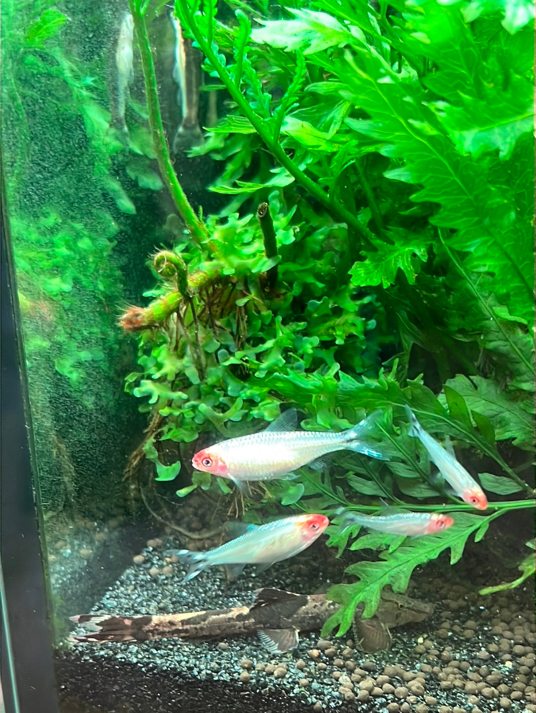 Platinum Rummy Nose Tetra (Diamond Head) (Hemigrammus Rhodostomus)