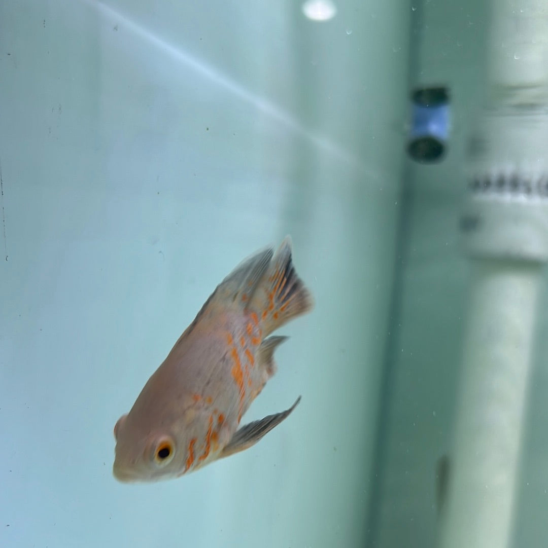 Balloon Albino Red Tiger Oscar (Astronotus ocellatus)
