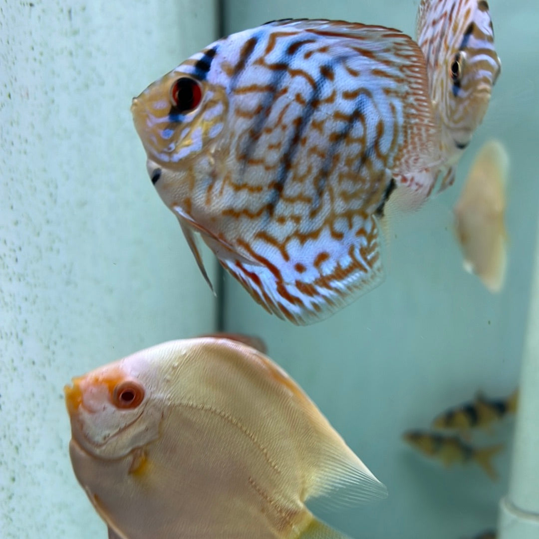 Cobolt Blue Discus (Symphysodon sp.)