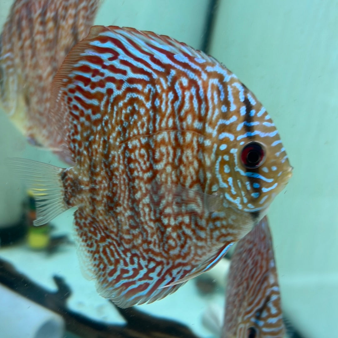 Red Diamond Spotted leopard Discus (Symphysodon sp.)
